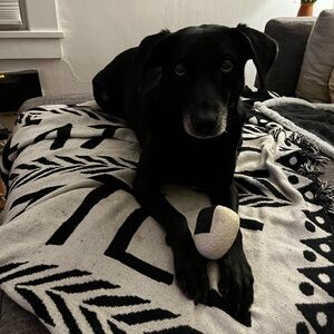 Meet your Posher, Morgan